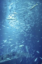 School of fish swimming in the water, animals of the ocean, sardinella fishes, ecosystem and