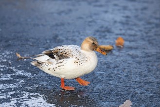 Hybrid albino mallard duck, anas platyrhynchos, waddle on frozen and snow covered wetland in
