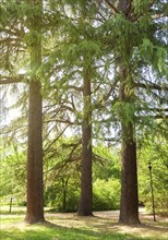 Three old trees in a park with sun rays breaking through the branches. The Conifers are evergreen