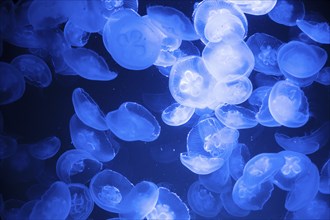 Common jellyfish or moon jelly, group of Aurelia aurita at the brackish water of the baltic sea,