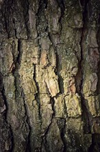 The bark of the tree, covered with moss with age, dense structure and with spot light