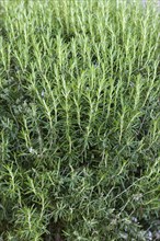 Fresh Rosemary Herb grow outdoor. Rosemary leaves Close-up. Fresh Organic flavoring plants growing