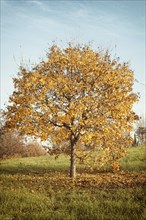 Autumn landscape with orange autumn oak tree