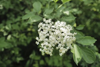 Aromatic elderflower growing in Upper Franconia. Coburger Land, Germany, Europe