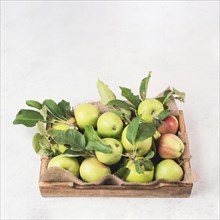 Apples in a basket standing on a table, fruit harvest in the summer, healthy organic food