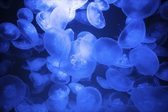 Common jellyfish or moon jelly, group of Aurelia aurita at the brackish water of the baltic sea,