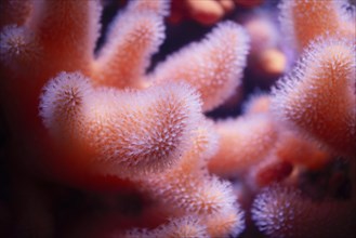 Alcyonium digitatum or dead man's fingers, soft coral of the coast of northern Atlantic ocean and