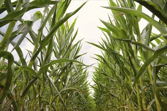 Corn field, cultivated corn cob start to grow, harvest in the summer, agriculture plants for food,