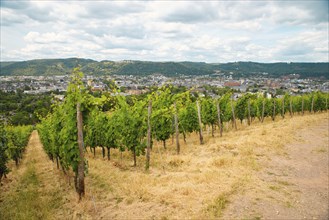 Vineyard with view of the ancient roman city of Trier, the Moselle Valley in Germany, landscape in