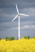 Yellow blooming raps field with windmills, agriculture and renewable sustainable energy,