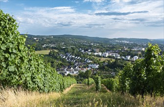 Vineyard with view of the ancient roman city of Trier, the Moselle Valley in Germany, landscape in