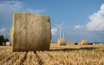 Straw bale on the field, cultivated barley, harvest in the summer, agriculture for food, farmland