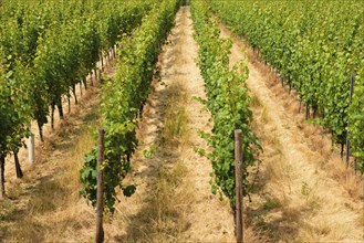 Vineyard in the ancient roman city of Trier, Moselle Valley in Germany, landscape in rhineland