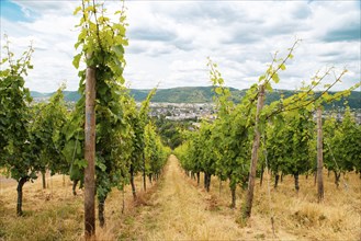 Vineyard in the ancient roman city of Trier, Moselle Valley in Germany, landscape in rhineland