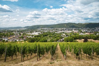 Vineyard with view of the ancient roman city of Trier, the Moselle Valley in Germany, landscape in