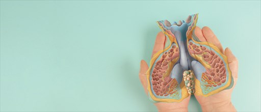 Thyroid gland organ, hyperthyroidism and hypothyroidism, health issues, cancer, hashimoto disease