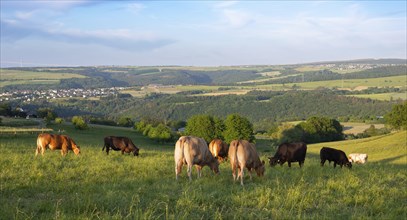 Cows grazing on pasture in Germany, species appropriate animal husbandry, farmland meadow