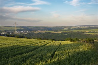 Field with cultivated barley Germany, harvest in the summer, agriculture for food, farmland on the