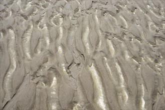 Sand beach with texture and shallow water, North Sea, wadden sea in the Normandy, France, Europe