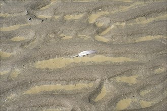Sand beach with texture and water puddle, white feather of a seagull, North Sea, wadden sea in the
