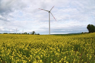 Yellow blooming raps field with windmills, agriculture and renewable sustainable energy,