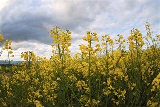 Landscape with yellow blooming raps field, agriculture in spring, countryside in Germany,