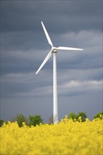 Yellow blooming raps field with windmills, agriculture and renewable sustainable energy,