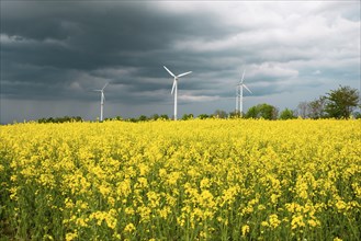 Yellow blooming raps field with windmills, agriculture and renewable sustainable energy,