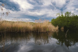 Wetland Haff Reimech in Luxembourg, swamp habitat, nature reserve and biotope, pond with reed