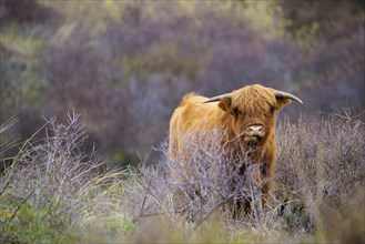 Scottish highland cattle, cow in the countryside, bull with horns on a pasture, ginger shaggy coat