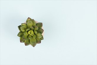 Cactus in a pot on a blue background, minimalistic decoration, plant at the desk, copy space for