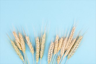 Wheat crop on a blue background, food harvest in the summer, golden straw