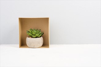 Cactus in a pot standing inside a gift box, minimalistic decoration, plant at the desk, modern