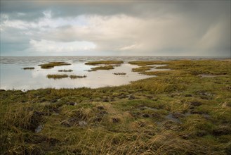 Wadden sea on the island Romo in Denmark, intertidal zone, wetland with plants, low tide at north