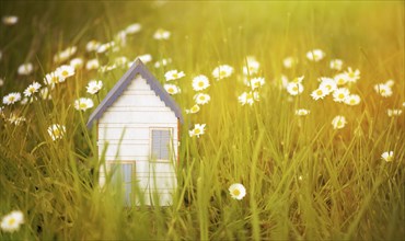 House in a meadow with daisy flowers, buying or renting a home in nature, real estate concept