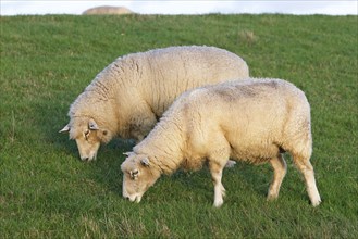 Domestic sheep (Ovis gmelini aries), sheep grazing on a dyke, Wedeler Elbmarsch, Wedel,