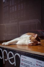 A cat lying asleep on a windowsill in the sun, Amsterdam, Netherlands