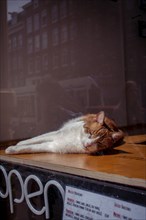 A cat lying asleep on a windowsill in the sun, Amsterdam, Netherlands