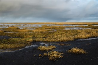 Wadden sea on the island Romo in Denmark, intertidal zone, wetland with plants, low tide at north
