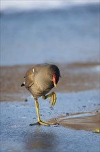 Common gallinule, Gallinula galeata moorhen waddle over frozen and snow covered pond in winter,