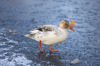 Hybrid albino mallard duck, anas platyrhynchos, waddle on frozen and snow covered wetland in