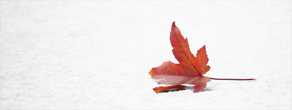 Autumn colored maple leaf on a frozen lake, snow in winter, lush and frost