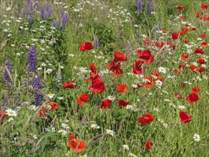 Bright red poppies in the middle of a colourful flower meadow in summer, lichtenvoorde, gelderland,