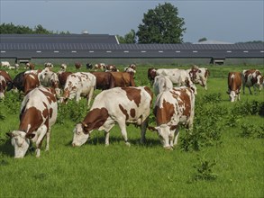 Cows eating grass on a pasture, in the background solar panels on farm buildings, lichtenvoorde,