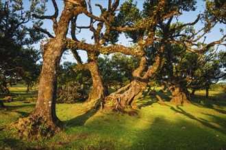 Centuries-old til trees in fantastic magical idyllic Fanal Laurisilva forest on sunset. Madeira