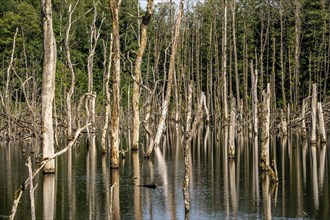 The Pfingstsee in the Kirchheller Heide, near the Heidhof, in the nature reserve Kirchheller Heide,