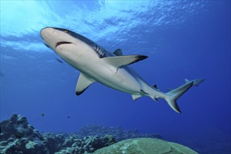 Female Grey reef shark (Carcharhinus amblyrhynchos) swimming fast over coral reef made of corals