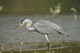 Grey heron (Ardea cinerea) eating the remains of a Swan mussel (Anodonta cygnea), Allgäu, Bavaria,