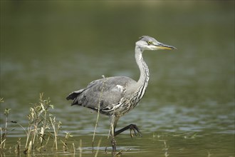 Grey heron (Ardea cinerea) strides cautiously through the water, Allgäu, Bavaria, Germany, Allgäu,