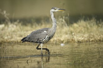 Grey heron (Ardea cinerea) strides cautiously through the water, Allgäu, Bavaria, Germany, Allgäu,